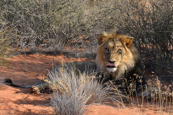Kalahari Game Lodge Kalahari Game Lodge: Ruhender Löwe