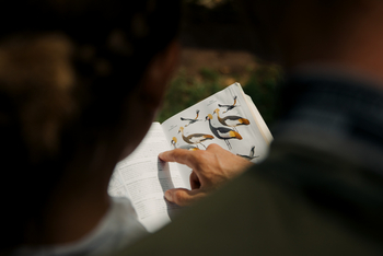 Koroi Forest Camp: Tierlexikon