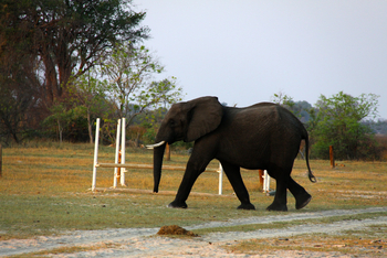 Kujwana Camp: Elefant auf dem Reitgelände