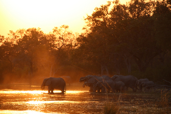 Beagle Expeditions: Elefantenherde am Ufer