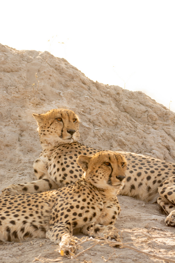 Lagoon Camp Lagoon Camp: Geparden