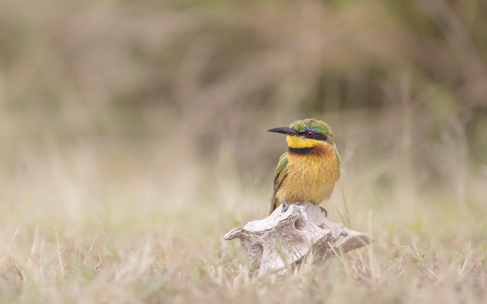 Little Governors' Camp Little Governors' Camp: Bee Eater