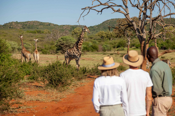 Madikwe Hills Private Game Lodge: Giraffe und Zebras am Tag