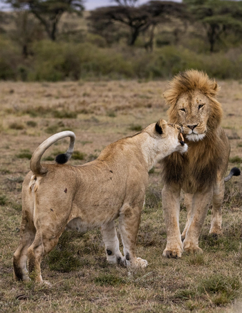 Mahali Mzuri: Begrüßung
