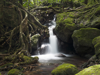 Masoala Forest Lodge: Wasserfall
