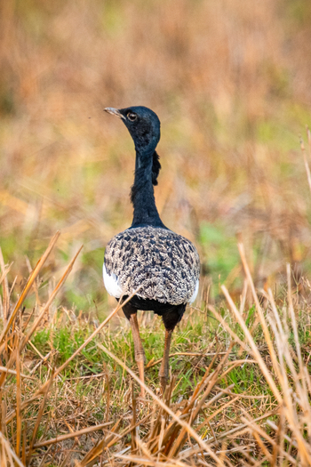 Musa Jungle Retreat Musa Jungle Retreat: Bengal Florican - Barttrappe