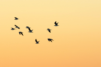 Nata Lodge Nata Lodge: Black-Headed Gulls