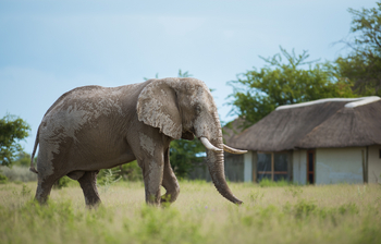 Nxai Pan Camp: Elefantenbulle vor einem Chalet