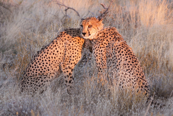 Old Traders Lodge: Gepard