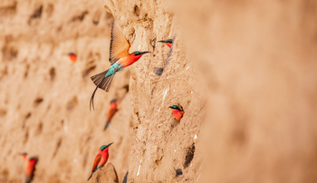 Puku Ridge Camp: Karminspinte