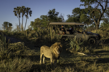Qorokwe Camp: Löwenmännchen
