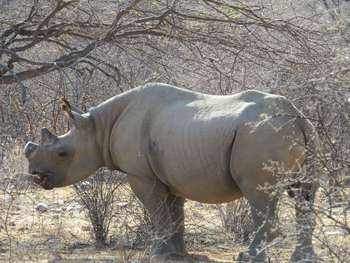 Saruni Rhino Camp: Spitzmaulnashorn seitlich