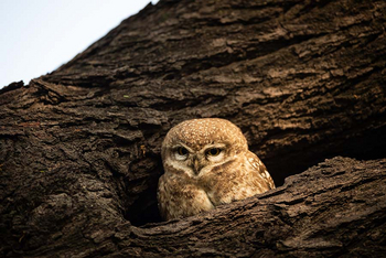 Sawai Vilas: Kailadevi Sanctuary - Scops Owl