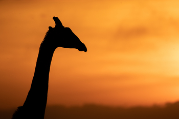 Serian Camps: Giraffenhals