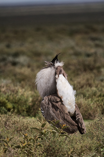 Serian Serengeti Lamai: Riesentrappe