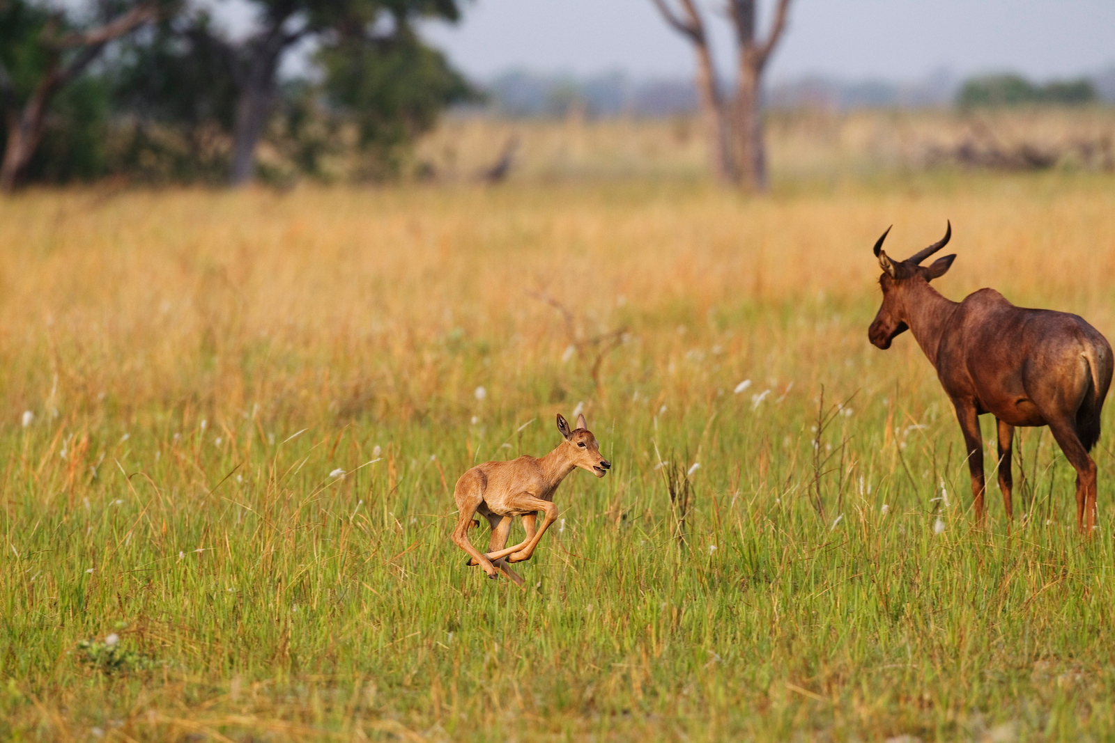 Shinde Footsteps Shinde Footsteps: Neugeborenes Tsessebe