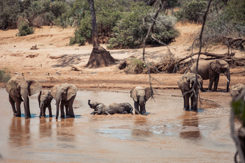 Soroi Larsens Tented Camp: Elefanten beim Bad