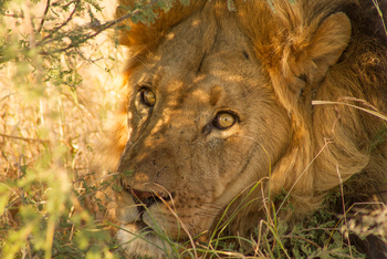 Tau Pan Camp Tau Pan Camp: Löwenportrait