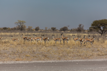 Tau Pan Camp Tau Pan Camp: Springböcke an der Landebahn
