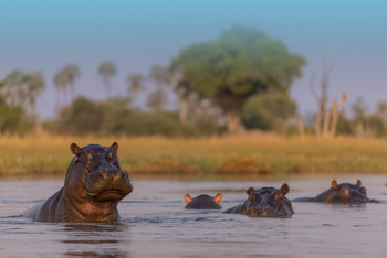 Tawana Camp: Drohendes Nilpferd