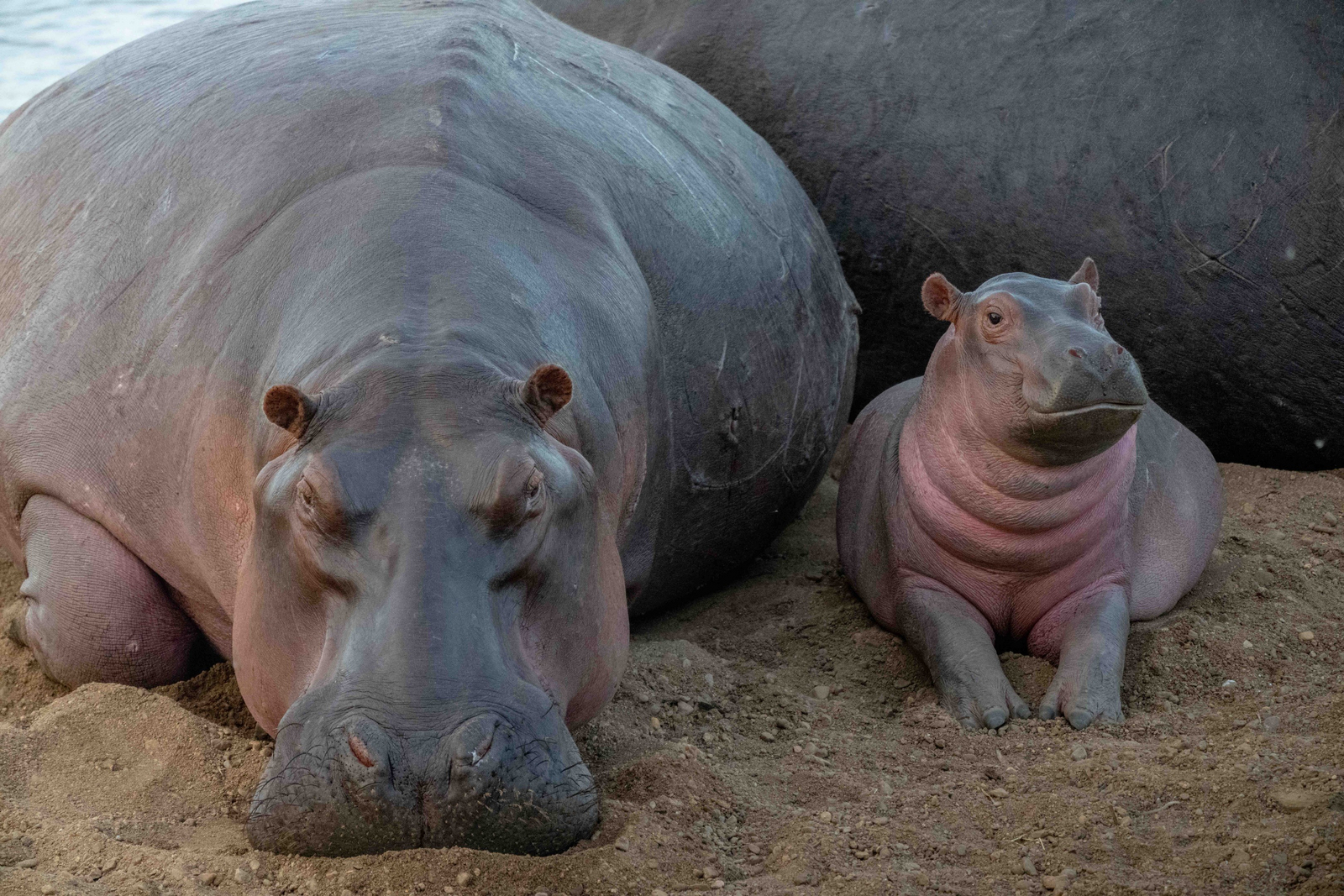 Time + Tide South Luangwa Time + Tide South Luangwa: Nilpferdbaby
