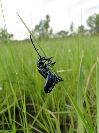 Wasa Lodge: Ausgefallene Käferart