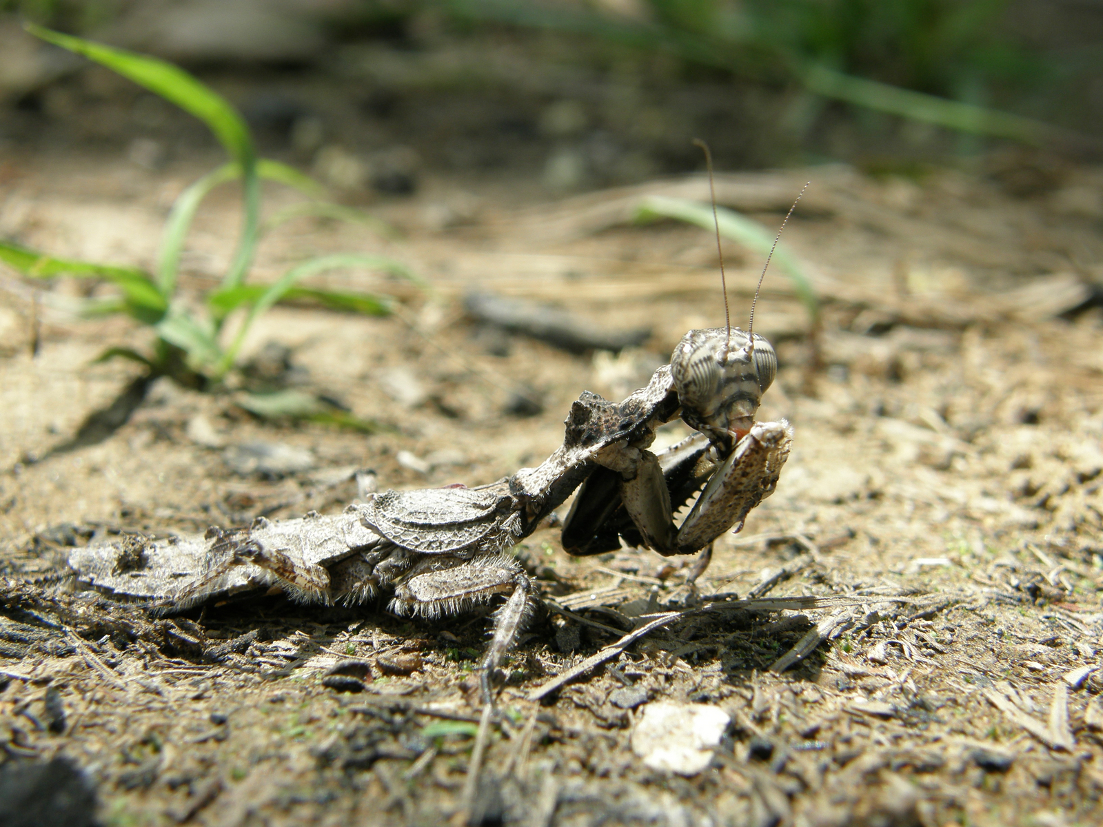 Wasa Lodge Wasa Lodge