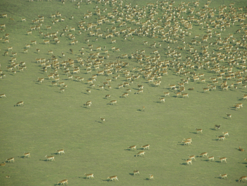 Wasa Lodge: Pukuherde