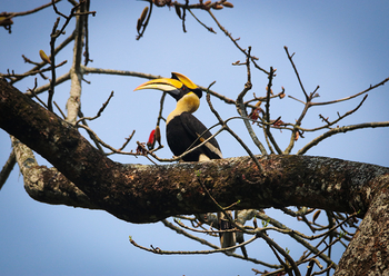 Borgos Resort: Doppelhornvogel