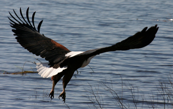 Chobe Elephant Camp: Fish Eagle
