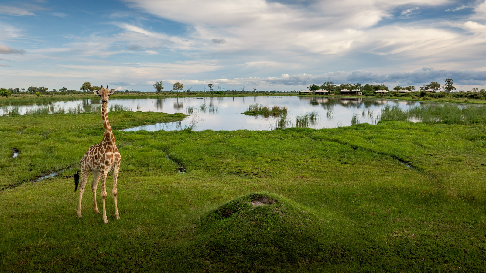Daunara Safari Camp Daunara Safari Camp: Giraffe