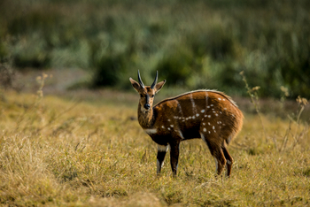 Duba Plains Camp: Buschbock