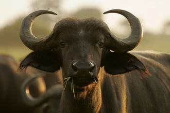 Duba Plains Camp: Junger Büffel