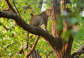Emerald Tiger Retreat: Leopard