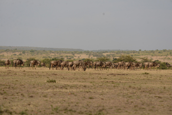 Entim Masai Mara: Gnuherde