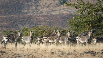 Etendeka Mountain Camp Etendeka Mountain Camp: Bergzebras