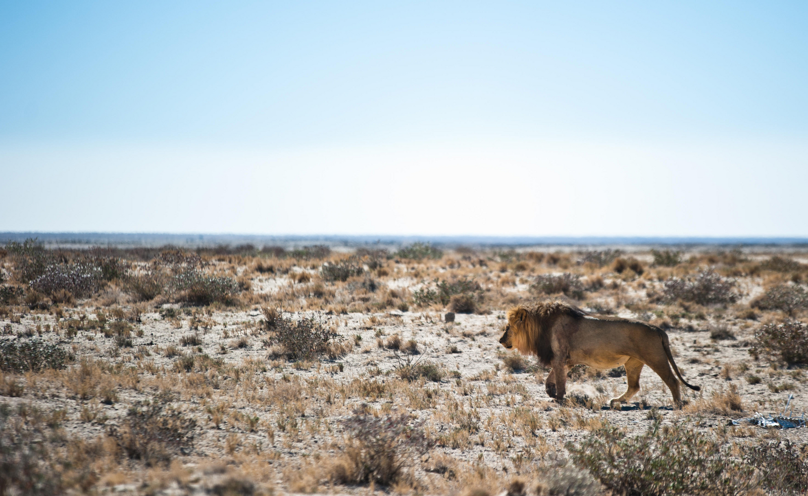 Etosha Safari Camp Etosha Safari Camp: Männlicher Löwe