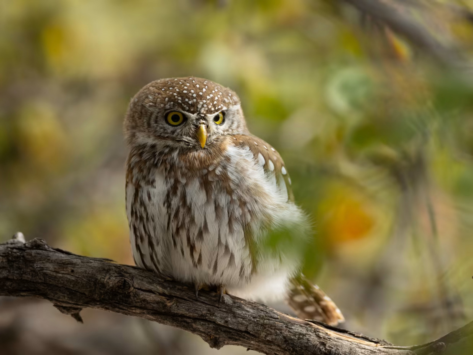 Gham Dhao Lodge Gham Dhao Lodge: Pearl-spotted Owlet