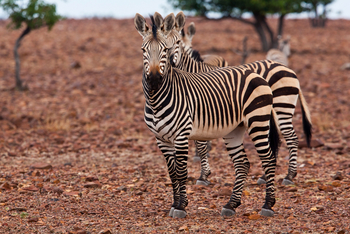 Grootberg Lodge Grootberg Lodge: Bergzebras