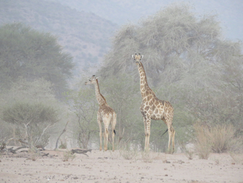Huab Lodge: Giraffen
