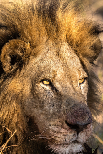 Jao Camp: Löwenportrait