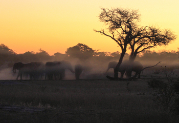 Jozibanini Camp Jozibanini Camp: Elefanten im Dunst