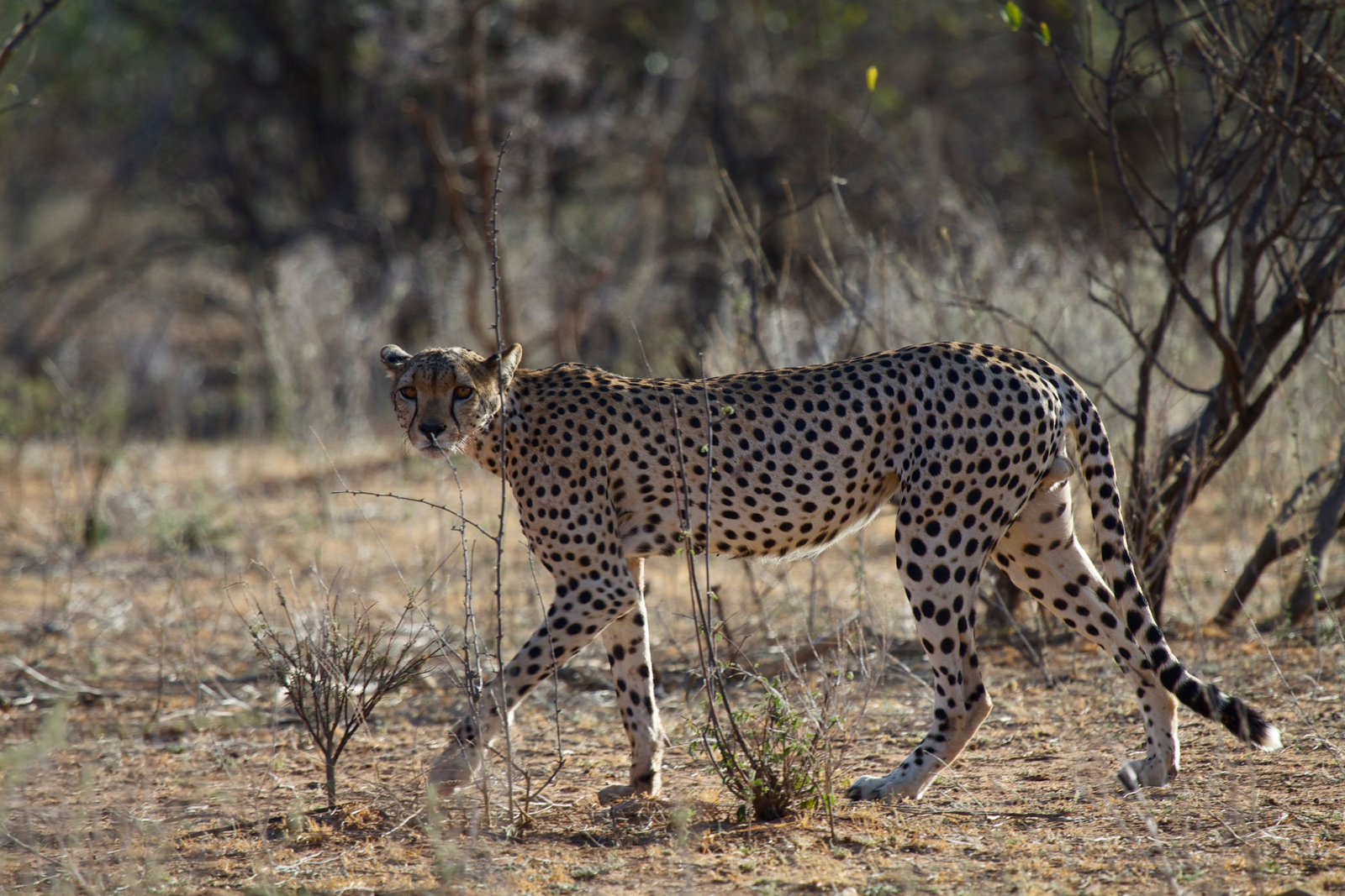Sarara Camp Sarara Camp: Gepard