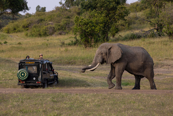 Kicheche Mara Camp: Elefant