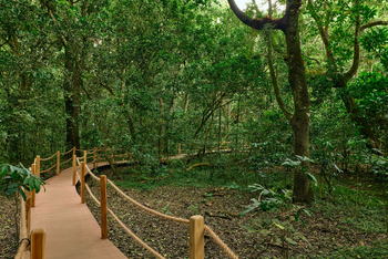 Koroi Forest Camp: Holzweg im Wald