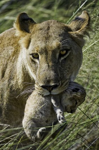 Kwetsani Camp: Löwin mit Baby