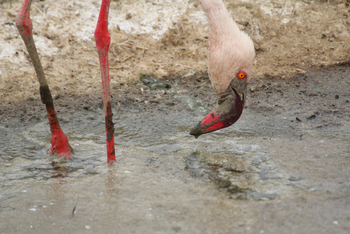 Lake Nakuru Sopa Lodge Lake Nakuru Sopa Lodge: Flamingofarben