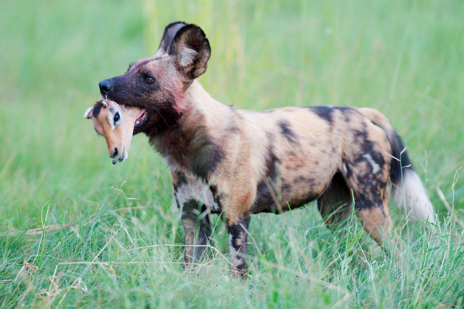 Lebala Camp Lebala Camp: Wildhund mit Beute