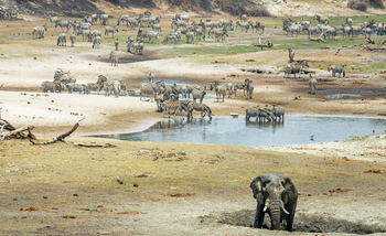 Leroo La Tau Lodge: Tierleben im Flussbett