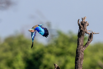 Losika Elephant Camp: Gabelracke im Flug unter klarem Himmel